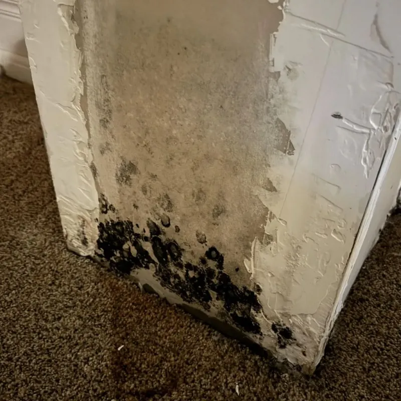 Professional Mold Removal in Wayne County, OH